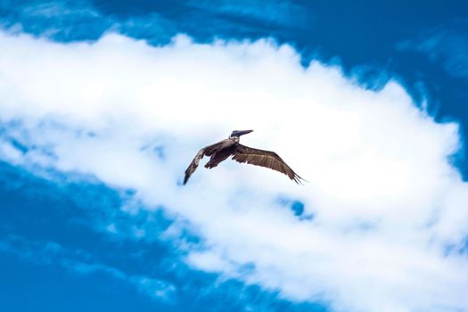 Bird flying under the blue sky in the Dominican Republic