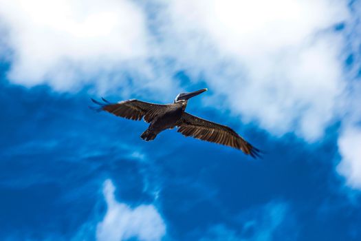 Bird flying under the blue sky in the Dominican Republic