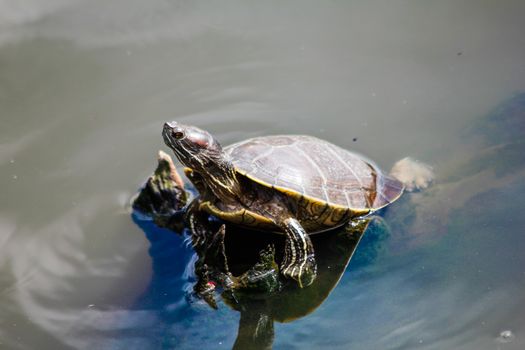 Aquatic turtle in a pond in the Dominican Republic