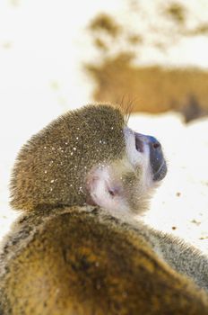 Spider monkey or Ateles kept on a leash on the beach