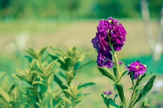 Defocus beautiful purple flowers. Image with bright summer color filters