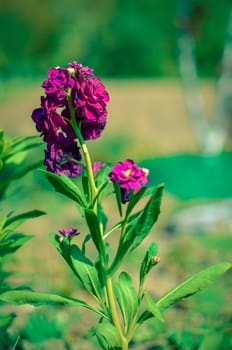 Defocus beautiful purple flowers. Image with bright summer color filters