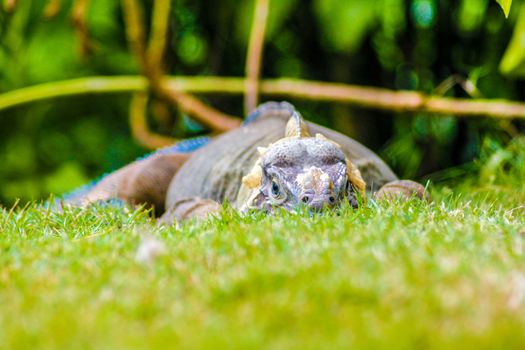 Iguana perched in the green grass in Dominica Republic