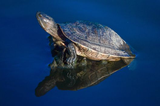 Aquatic turtle in a pond in the Dominican Republic