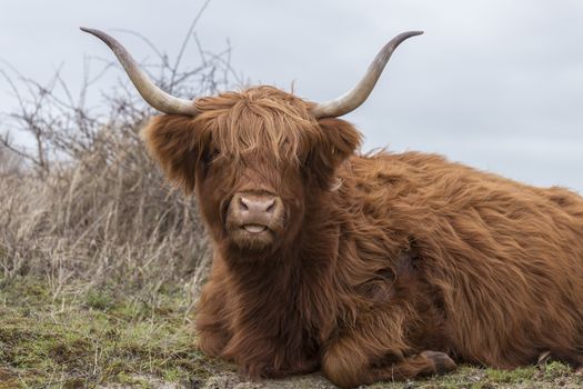 closeup galloway with big horns in the dutch nature
