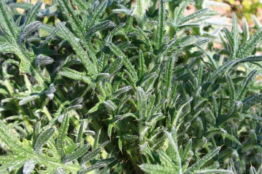 The picture shows a thistle in the summer in the forest