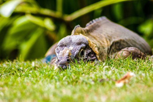 Iguana perched in the green grass in Dominica Republic