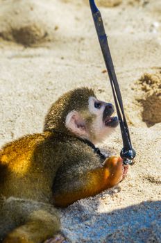 Spider monkey or Ateles kept on a leash on the beach