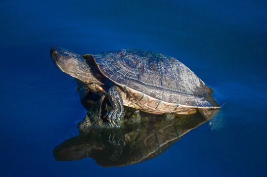 Aquatic turtle in a pond in the Dominican Republic