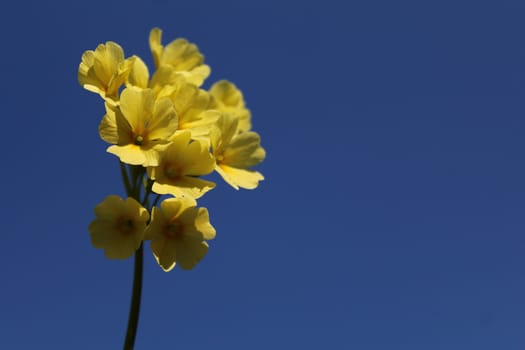 The picture shows a cowslip in front of the blue sky