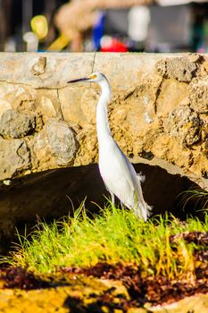 Exemplar of Bubulcus Ibis near the seashore in a beach in Dominican Republic