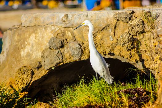 Exemplar of Bubulcus Ibis near the seashore in a beach in Dominican Republic