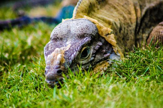 Iguana perched in the green grass in Dominica Republic
