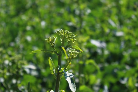 The picture shows a field of rape in the summer