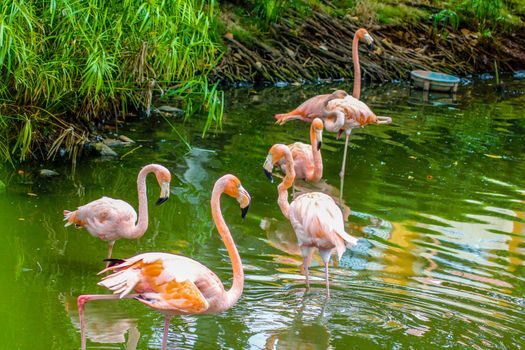 Pink flamingos perched in a pond in the Dominican Republic