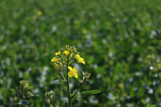 The picture shows a field of rape in the summer