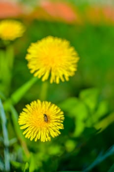 Tiny bug hiding in dandelion flower defocused