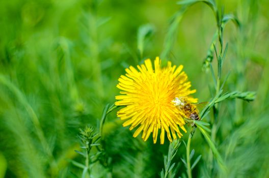 Tiny bug hiding in dandelion flower defocused