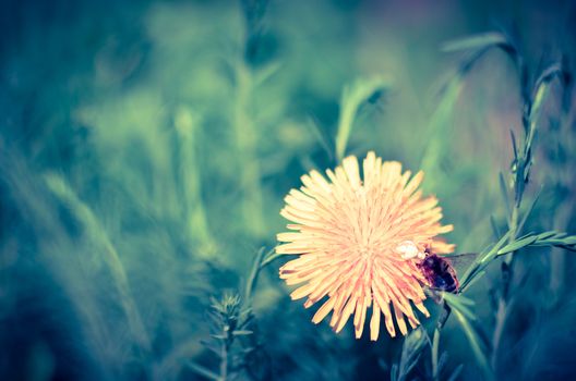 Tiny bug hiding in dandelion flower defocused