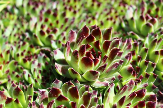 The picture shows a houseleek in the garden