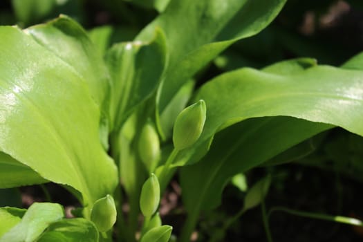 The picture shows wild garlic in the ground