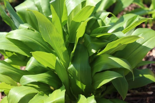 The picture shows wild garlic in the ground