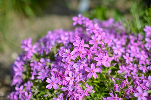 Pink phlox subulata flower defocused photo at spring