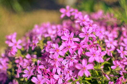 Pink phlox subulata flower defocused photo at spring