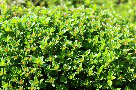 The picture shows thyme in the garden