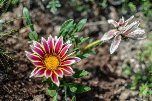 Close-up top view of one white and lilac Gazania flower in bloom in a garden. Blurred background of green leaves and ground