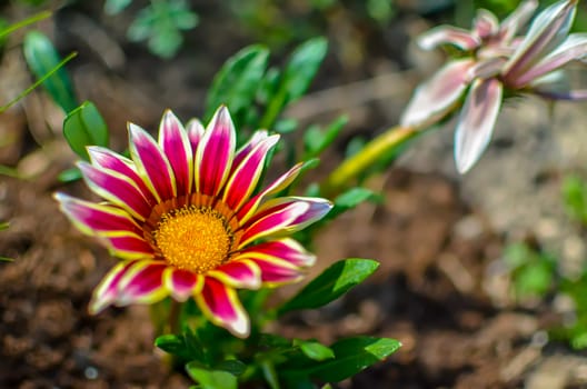 Close-up top view of one white and lilac Gazania flower in bloom in a garden. Blurred background of green leaves and ground