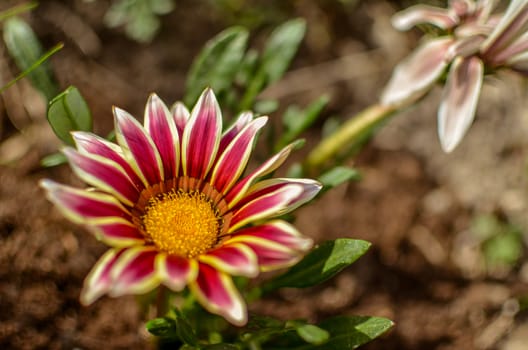 Close-up top view of one white and lilac Gazania flower in bloom in a garden. Blurred background of green leaves and ground