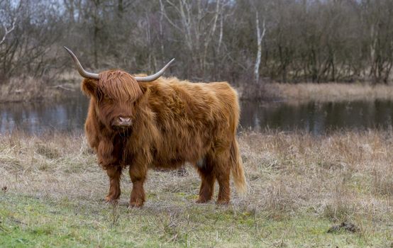 closeup galloway with big horns in the dutch nature near a small water pond in the dunes