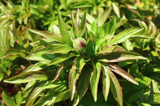 The picture shows a peony in the garden