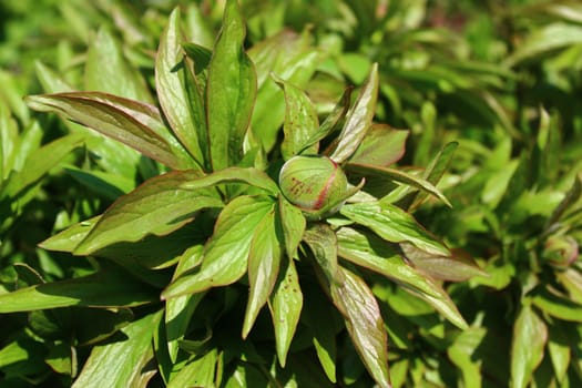 The picture shows peony in the garden