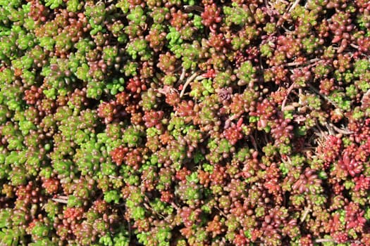 The picture shows ground-cover plant in the garden