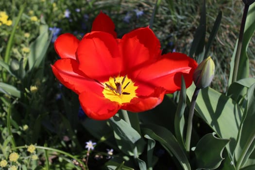 The picture shows red tulips in the garden