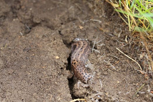 The picture shows a tiger slug in the garden