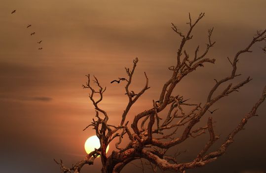 Flock of Pelicans Flying Over Dead Tree at Sunset