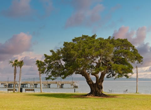 A huge old oak tree on the coast by a wood and concrete pier.