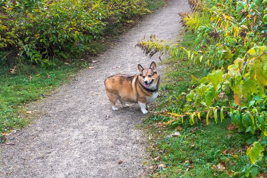 Small, beautiful dog waiting for the owner on the path to the forest