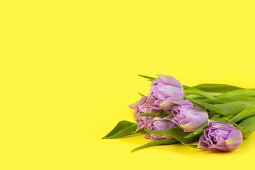 Small bouquet of lilac tulips on yellow background, copy space, side view, closeup. March 8, February 14, birthday, Valentine's, Mother's, Women's day celebration, spring concept. Horizontal.