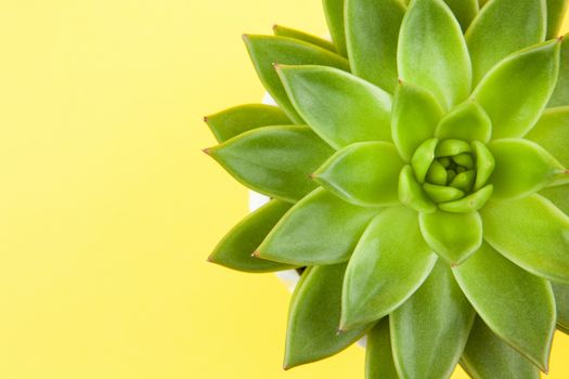 Trendy succulent Haworthia cymbiformis closeup on yellow background, copy space, macro. For social media, poster, interior, blog, flower shop, packing overfilling. Home gardening concept. Horizontal.