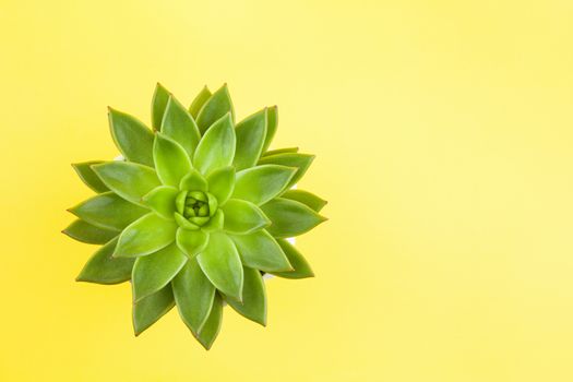 Trendy succulent Haworthia cymbiformis closeup on yellow background, copy space, flatly. For social media, poster, interior, blog, flower shop, packing overfilling. Home gardening concept. Horizontal.