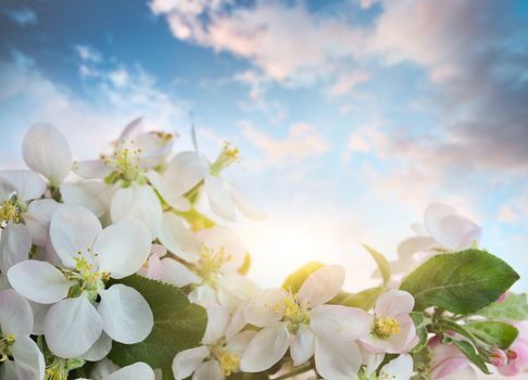 Apple blossoms against soft sky background