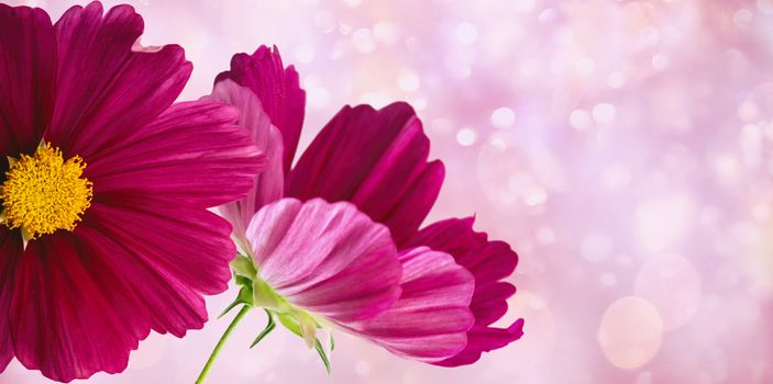 Dark pink cosmos flowers on soft pastel background