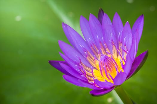 The appearance of a purple lotus flower is a beautiful symbol of Buddhism.