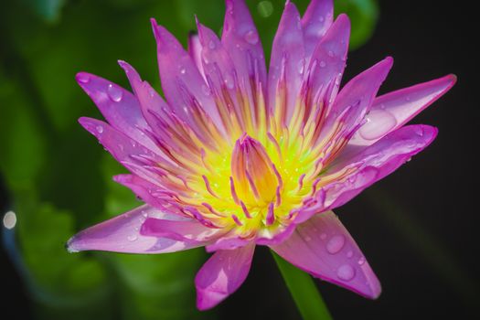 The appearance of a purple lotus flower is a beautiful symbol of Buddhism.