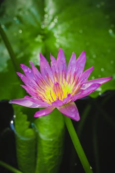 The appearance of a purple lotus flower is a beautiful symbol of Buddhism.