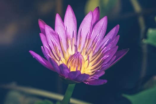The appearance of a purple lotus flower is a beautiful symbol of Buddhism.